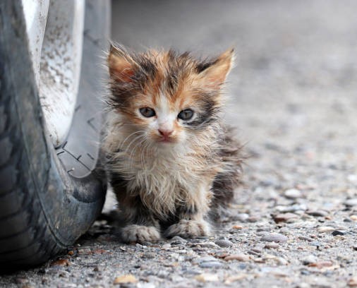 Poor cat